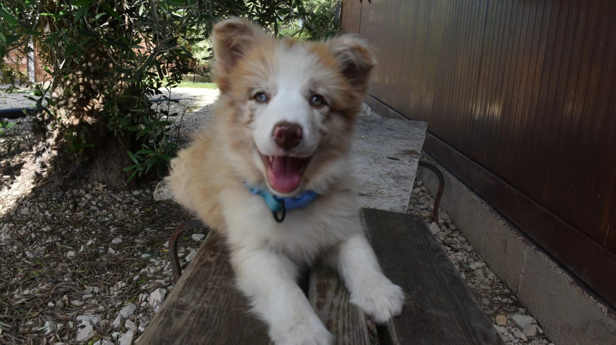 Cuccioli di Border collie ( bordercollie ) | Foto 11