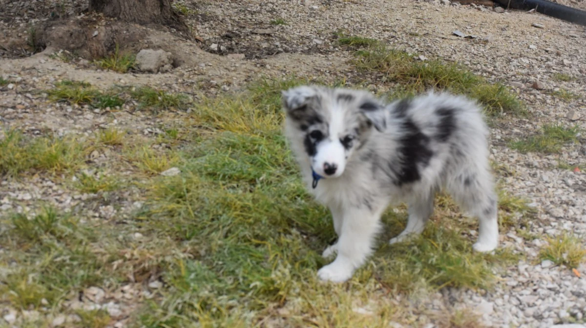 Cuccioli di Border collie ( bordercollie ) | Foto 6
