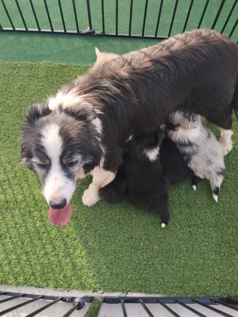 Cuccioli di Border collie ( bordercollie ) | Foto 3