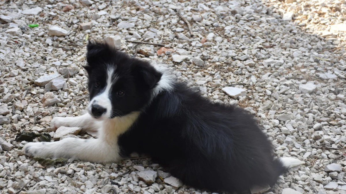 Cuccioli di Border collie ( bordercollie ) | Foto 10