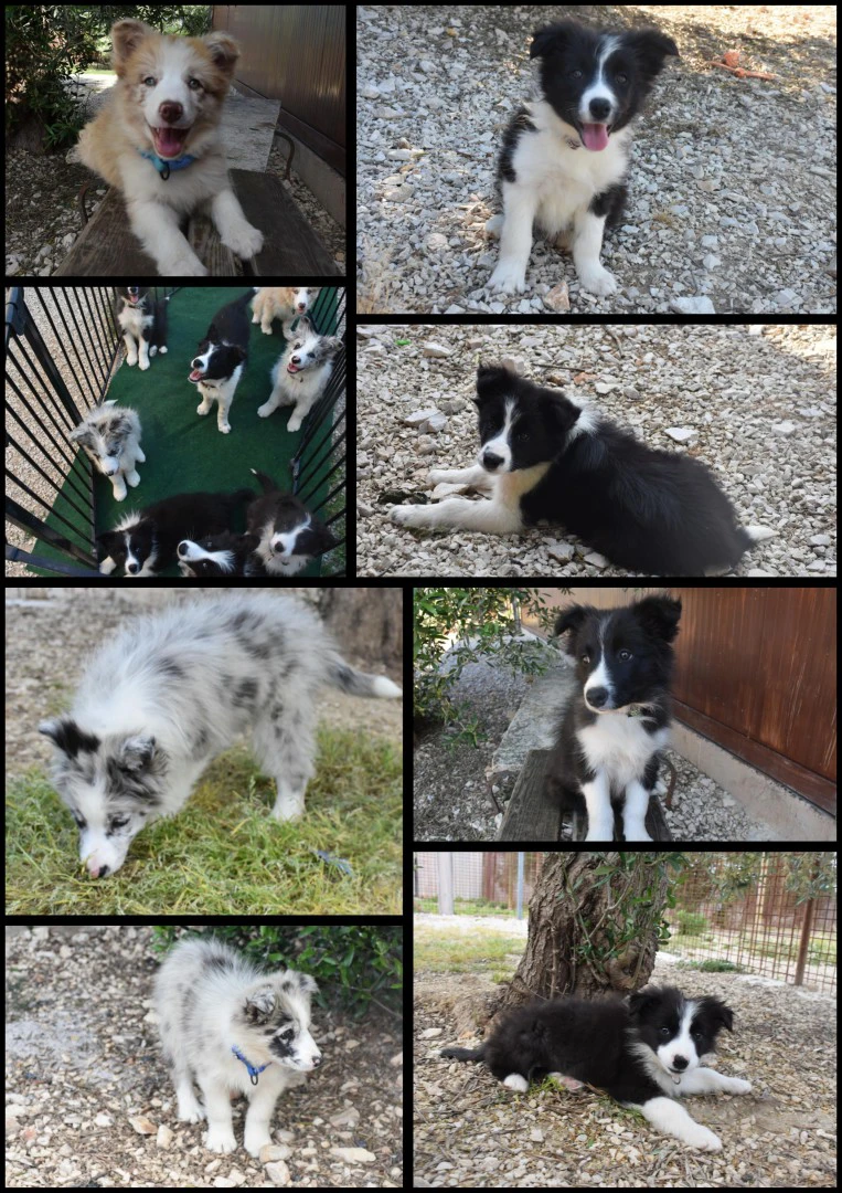 Cuccioli di Border collie ( bordercollie ) | Foto 1