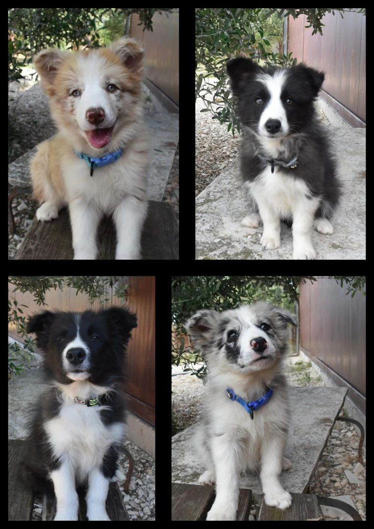 Bellissimi cuccioli di Border collie | Foto 1