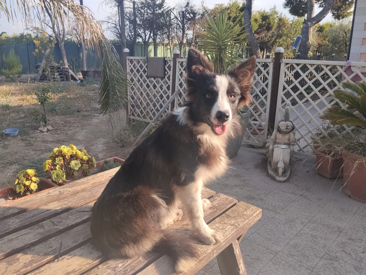 Cuccioli di Border collie | Foto 2