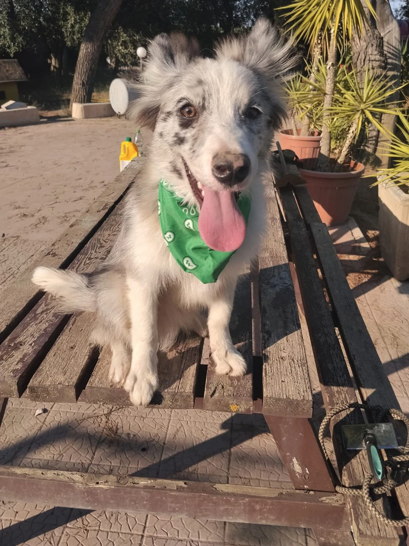 Cuccioli di Border collie | Foto 4