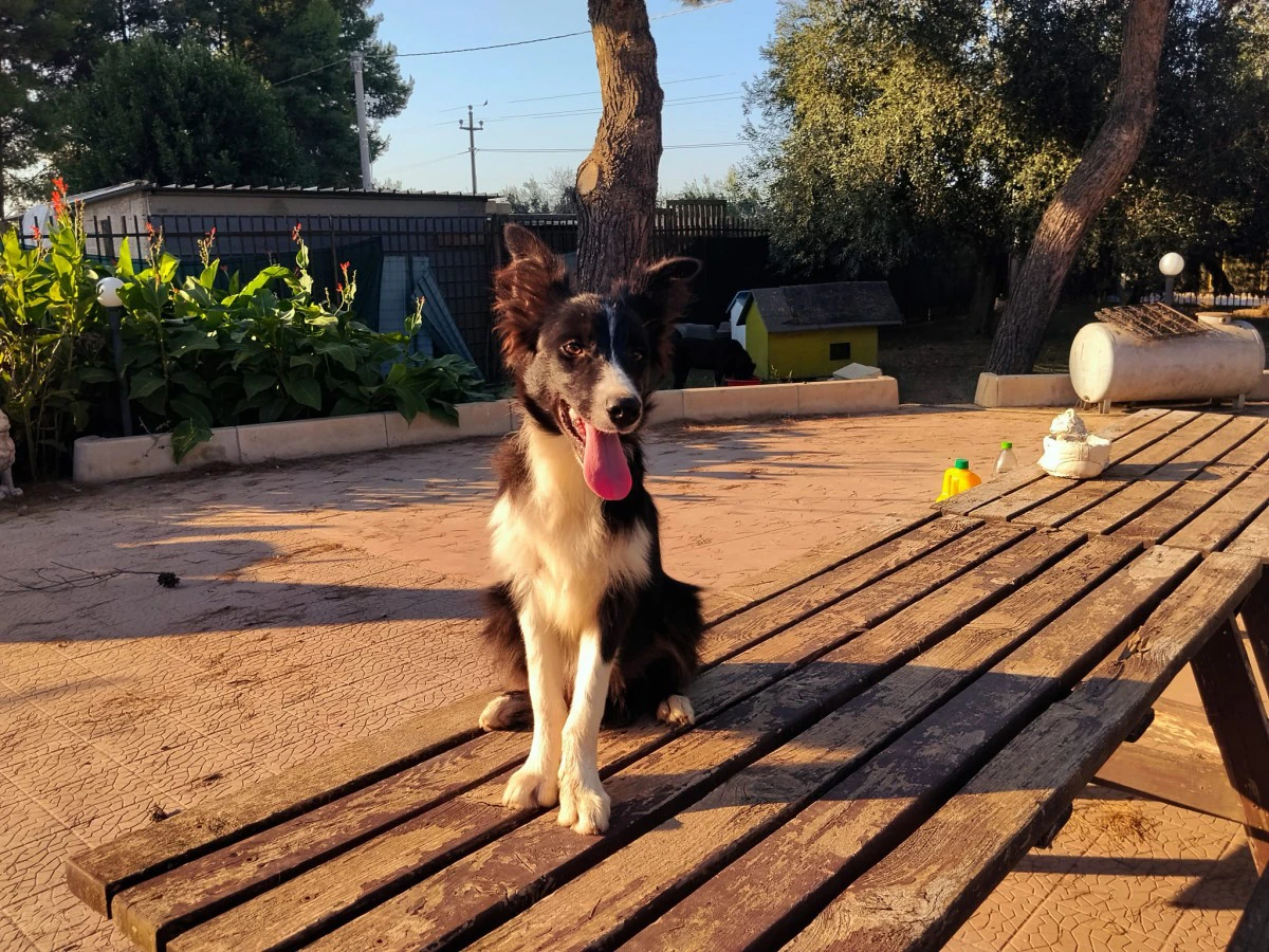 Cuccioli di Border collie | Foto 3