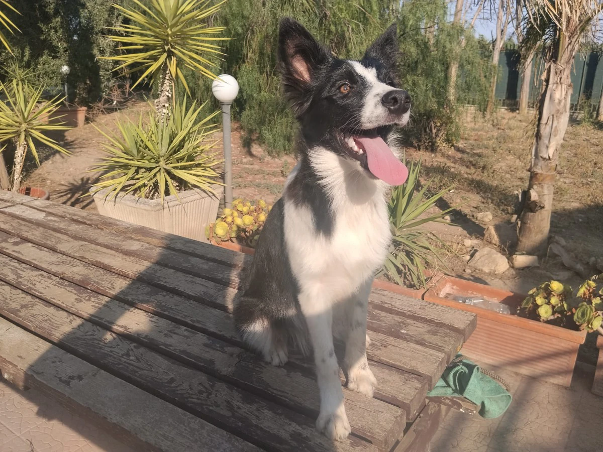Cuccioli di Border collie | Foto 1