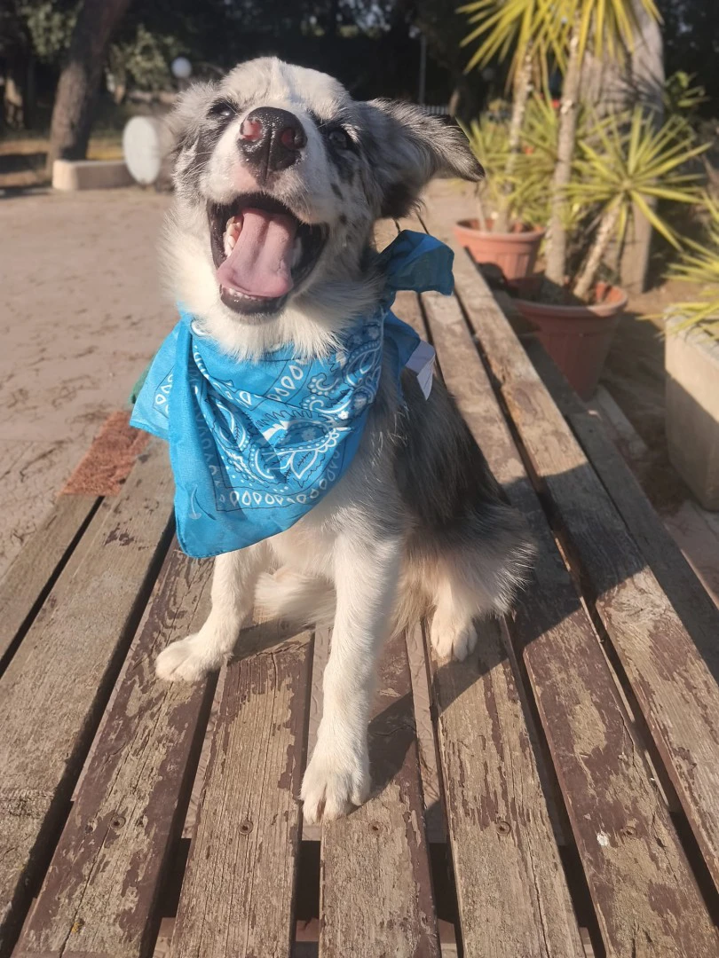 Cuccioli di Border collie | Foto 5