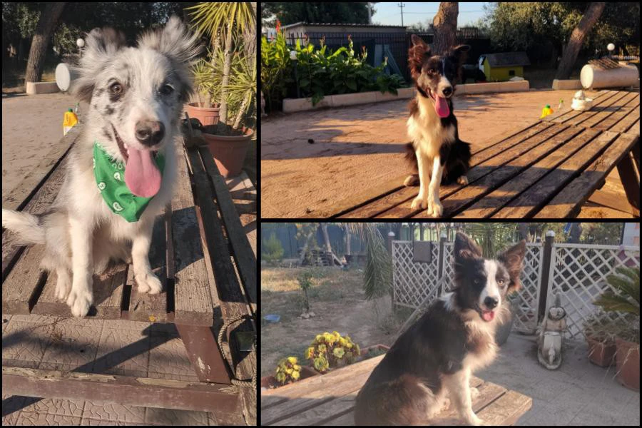 Cuccioli di Border collie | Foto 1