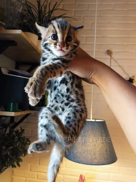disponibili cuccioli di gattopardo | Foto 4