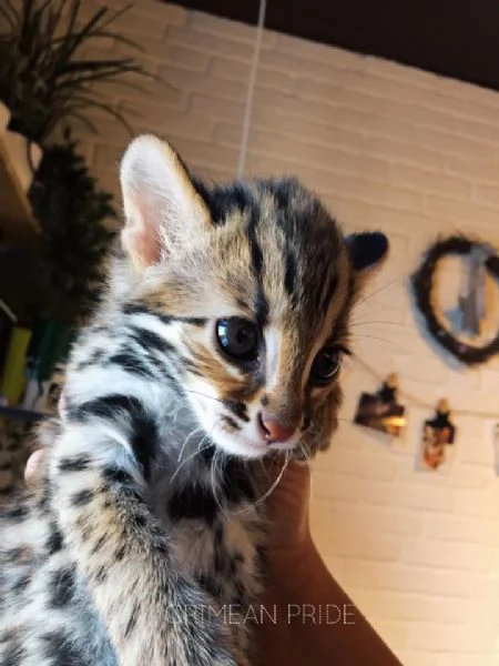 disponibili cuccioli di gattopardo | Foto 3