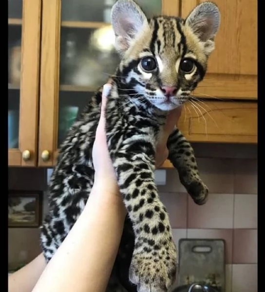 disponibili cuccioli di gattopardo | Foto 1