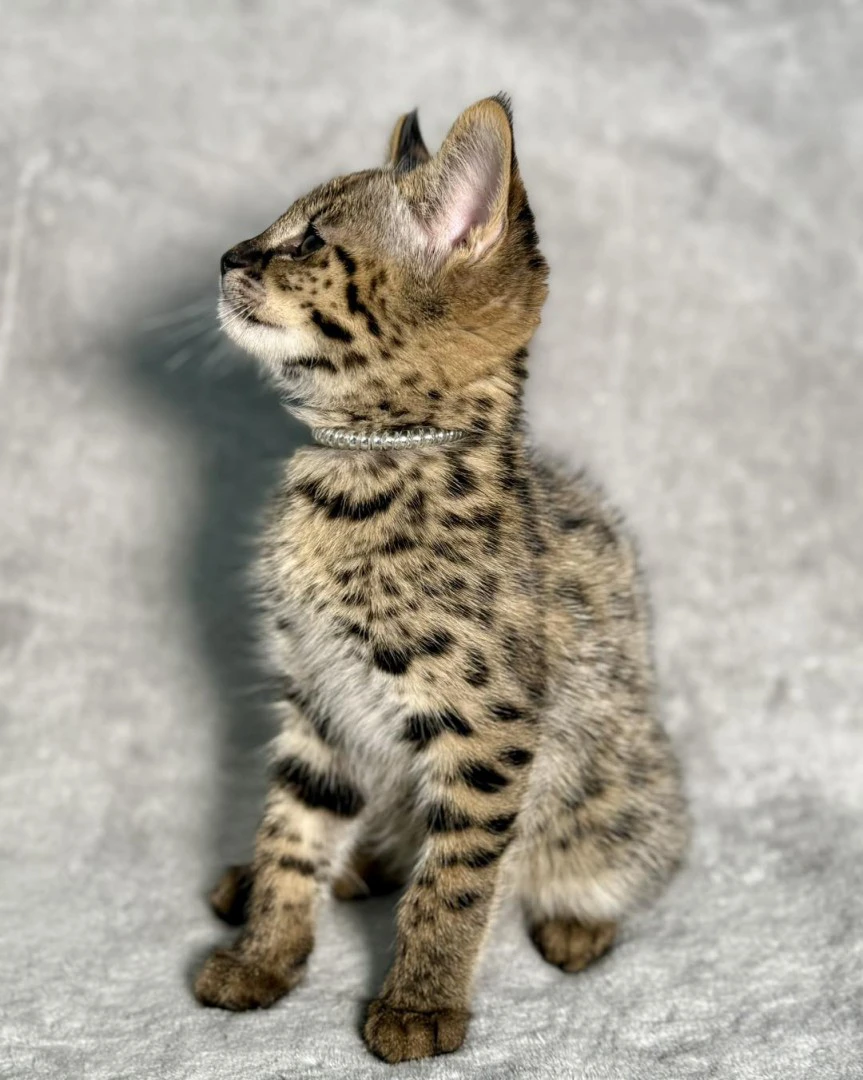Disponibili splendidi cuccioli di Savannah F5 | Foto 7