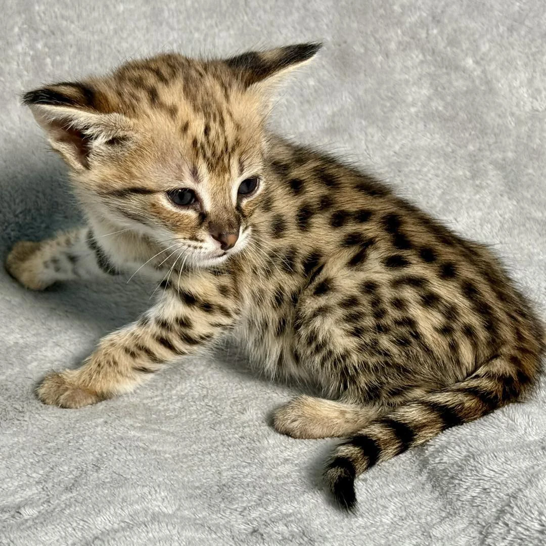Disponibili splendidi cuccioli di Savannah F5 | Foto 1