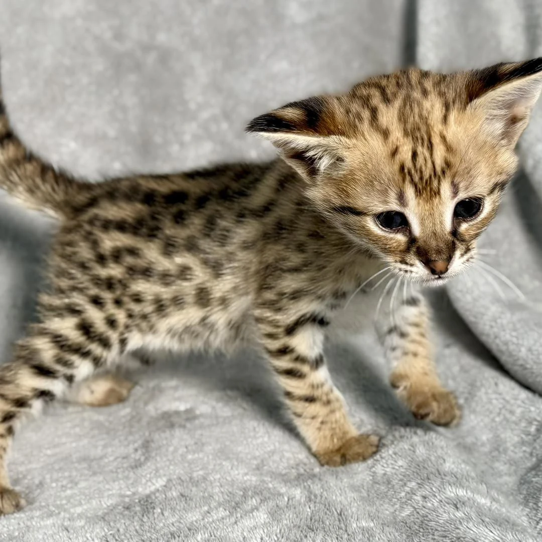 Disponibili splendidi cuccioli di Savannah F5 | Foto 3