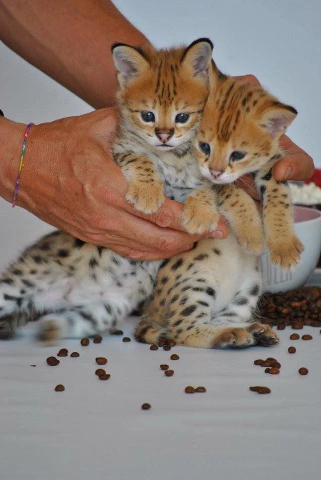 Disponibili splendidi cuccioli di Savannah F5 | Foto 11