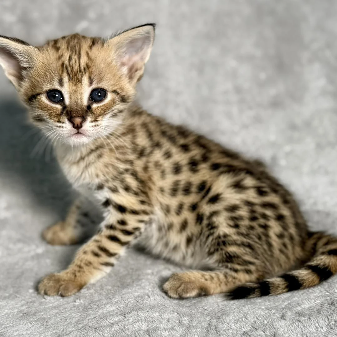 Disponibili splendidi cuccioli di Savannah F5 | Foto 2