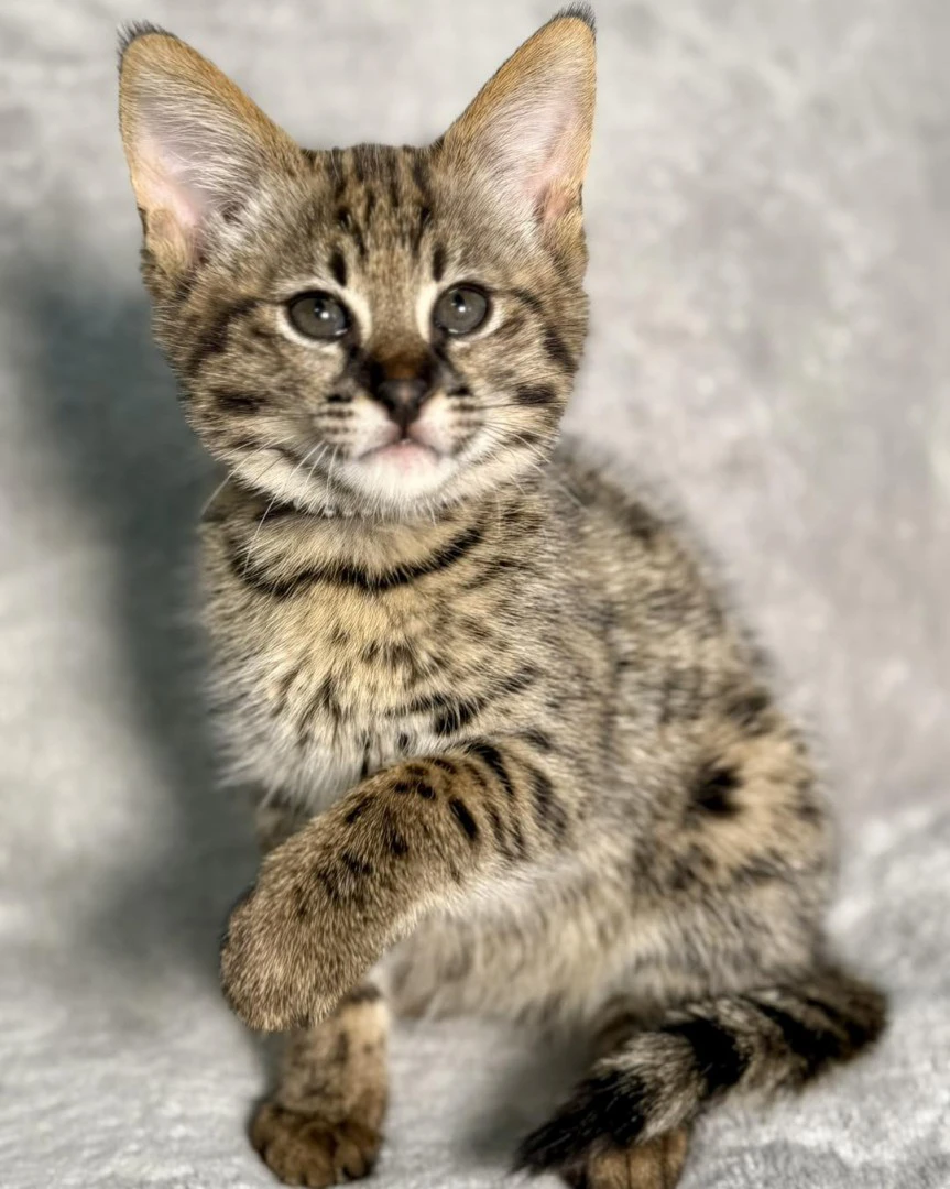 Disponibili splendidi cuccioli di Savannah F5 | Foto 6