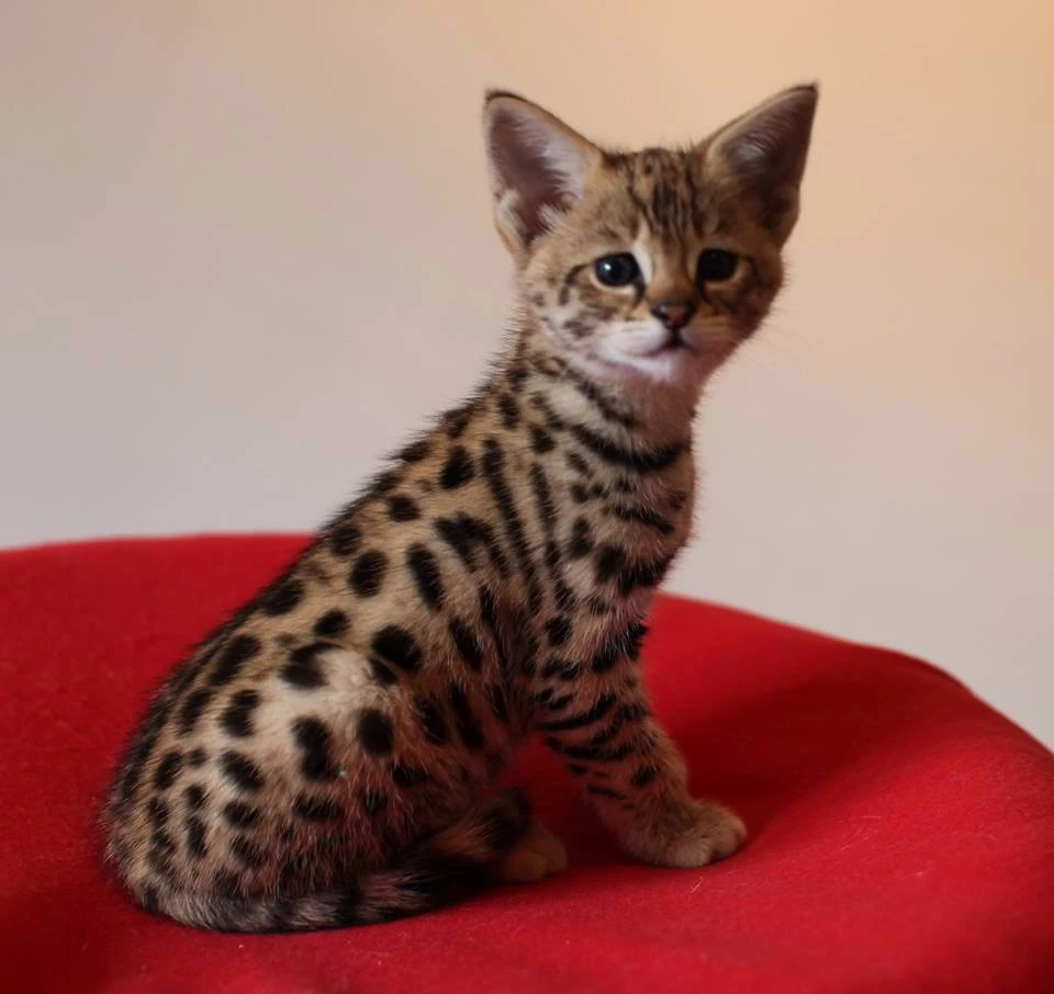 Disponibili splendidi cuccioli di Savannah F5 | Foto 10
