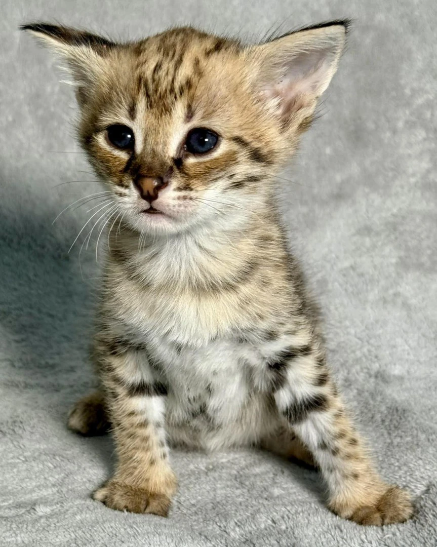 Disponibili splendidi cuccioli di Savannah F5 | Foto 4