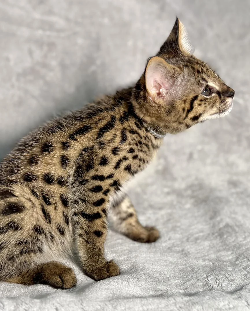 Disponibili splendidi cuccioli di Savannah F5 | Foto 5
