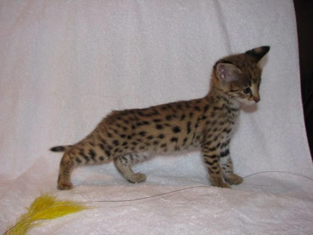 Disponibili splendidi cuccioli di Savannah F5 | Foto 9