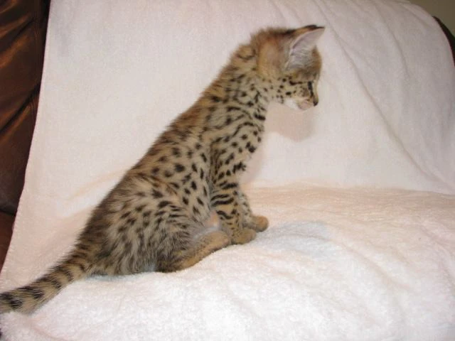 Disponibili splendidi cuccioli di Savannah F5 | Foto 8