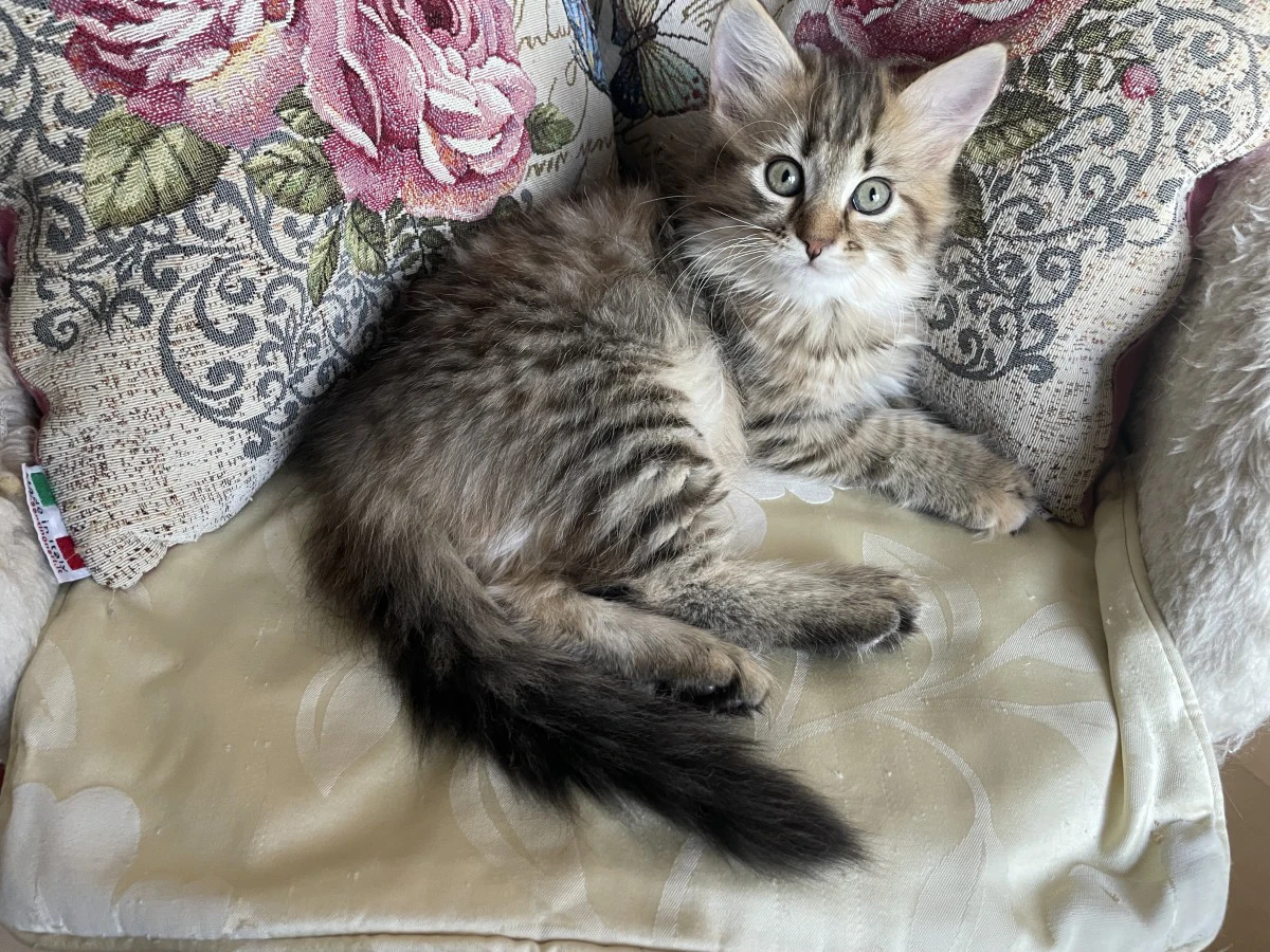 Dolcissima gattina siberiana | Foto 4