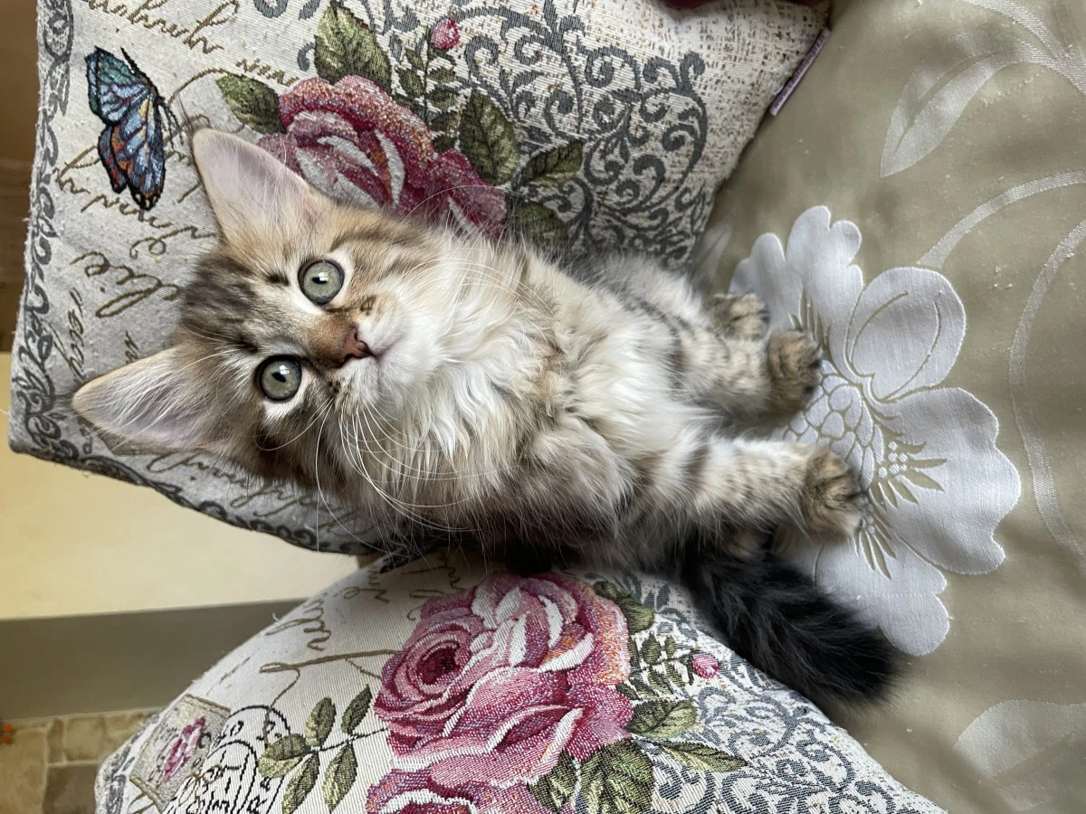 Dolcissima gattina siberiana | Foto 1