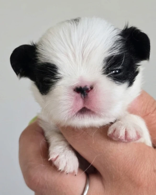 CUCCIOLI JAPAN CHIN / SPANIEL GIAPPONESE | Foto 1