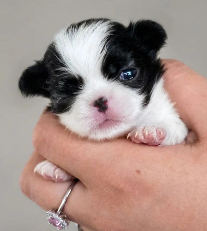 CUCCIOLI JAPAN CHIN / SPANIEL GIAPPONESE | Foto 4
