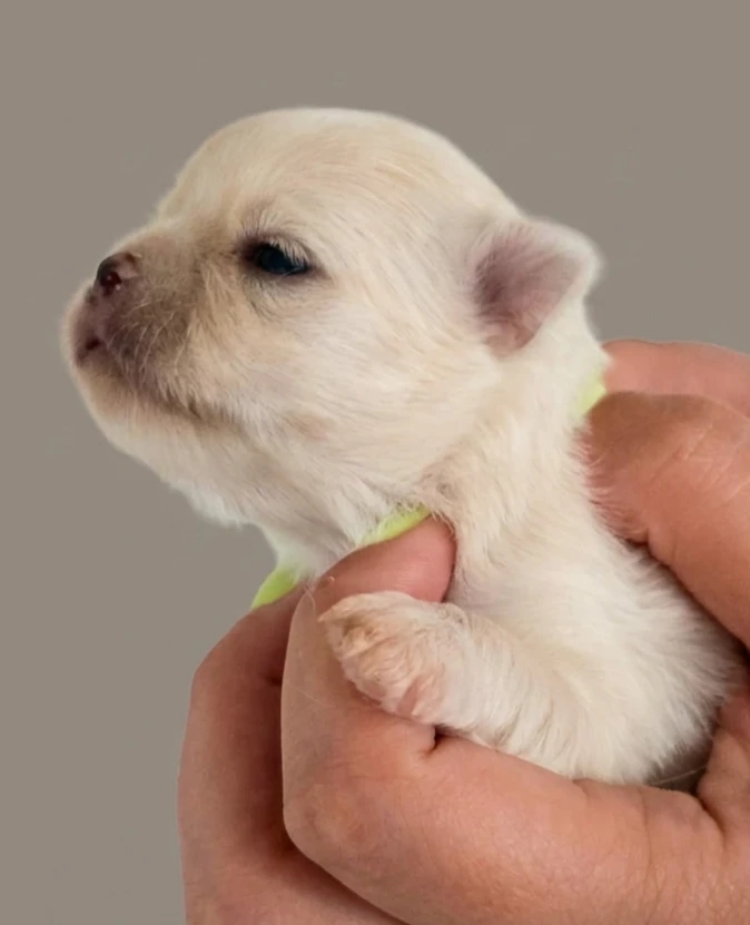 CUCCIOLI CHIHUAHUA PELO LUNGO | Foto 1