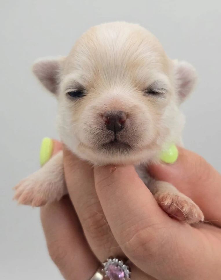 CUCCIOLI CHIHUAHUA PELO LUNGO | Foto 4