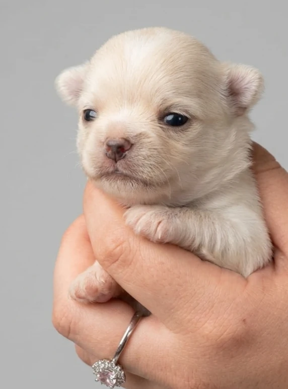 CUCCIOLI CHIHUAHUA PELO LUNGO | Foto 3