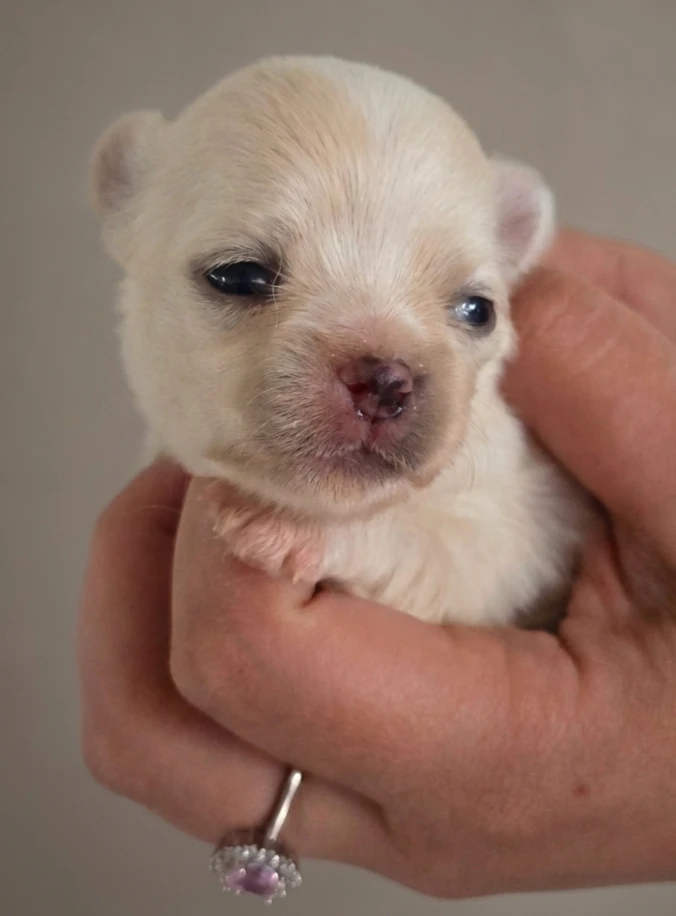 CUCCIOLI CHIHUAHUA PELO LUNGO | Foto 2