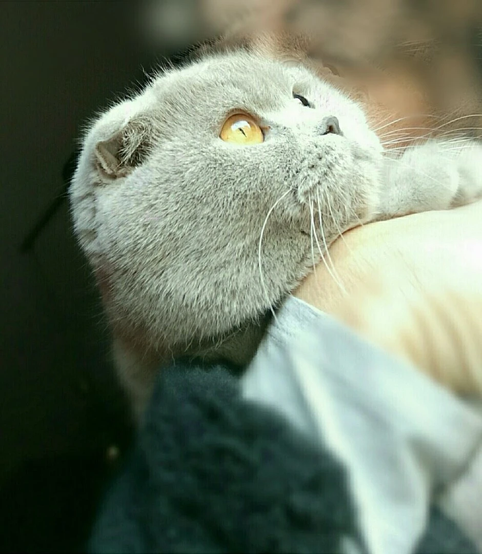 Scottish VR le in rehoming  | Foto 1
