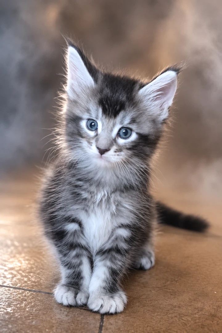 Cuccioli maine coon | Foto 2