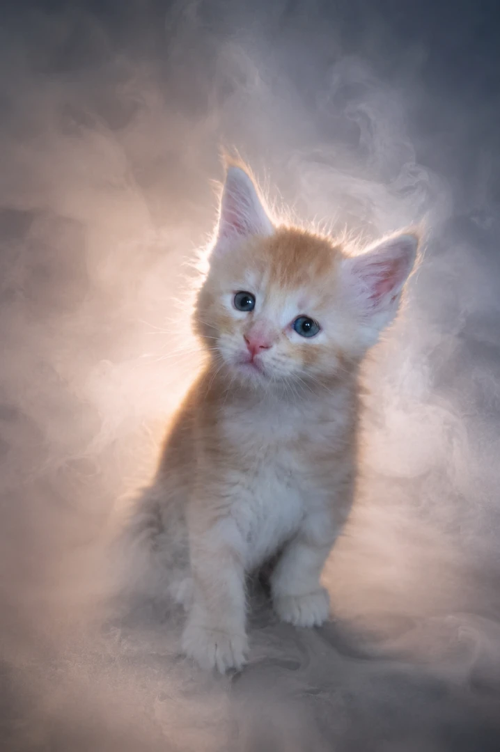 Cuccioli maine coon | Foto 4