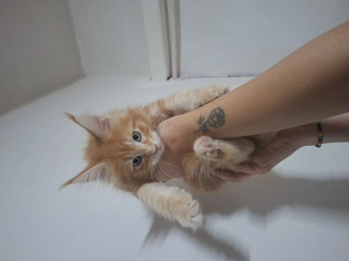 Ultime cucciole  | Foto 1