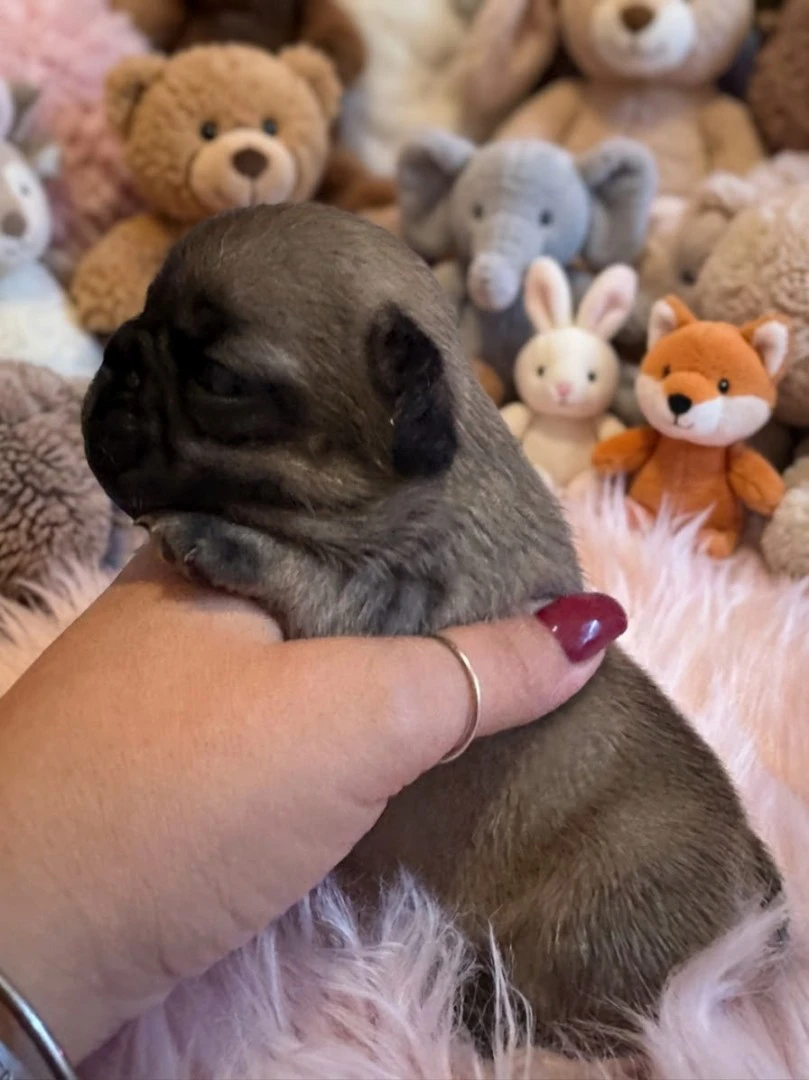Cuccioli di BOULEDOGUE FRANCESE | Foto 6