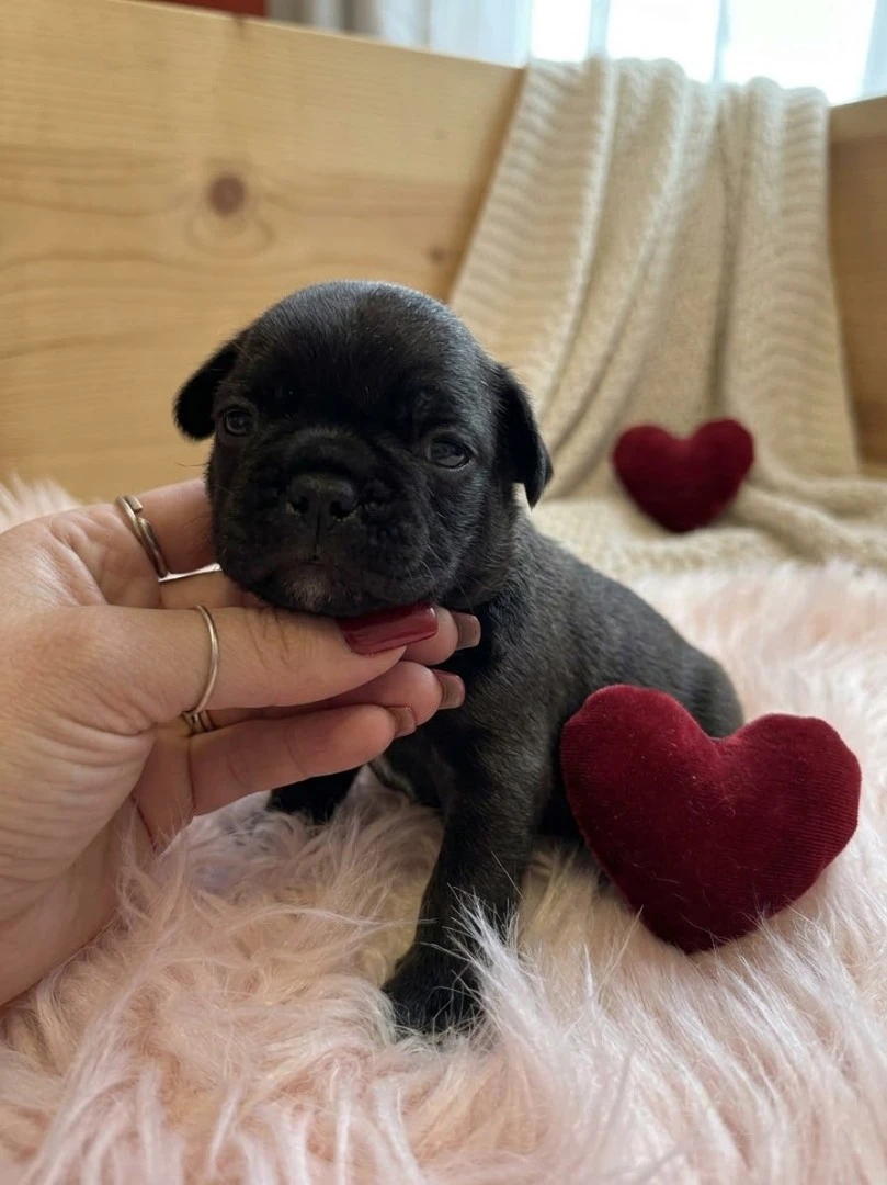 Cuccioli di BOULEDOGUE FRANCESE | Foto 2