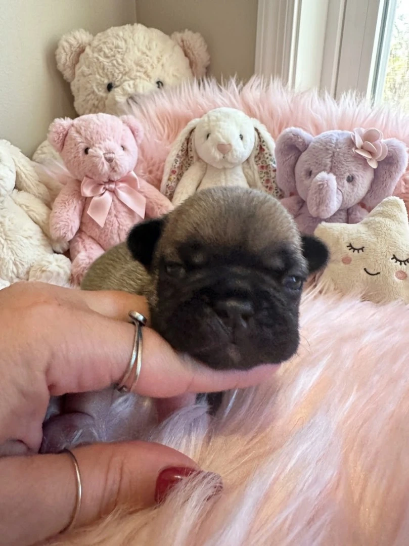 Cuccioli di BOULEDOGUE FRANCESE | Foto 5