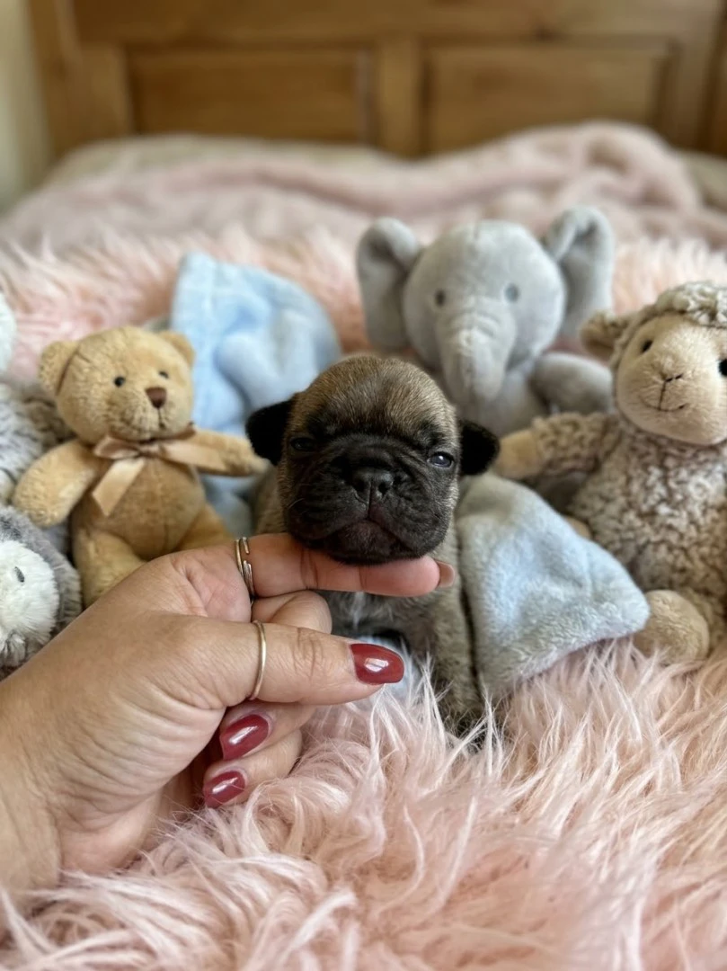Cuccioli di BOULEDOGUE FRANCESE | Foto 4