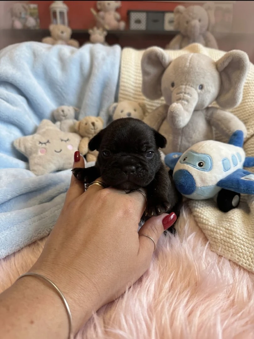 Cuccioli di BOULEDOGUE FRANCESE | Foto 1