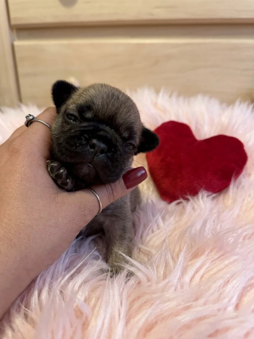 Cuccioli di BOULEDOGUE FRANCESE | Foto 3