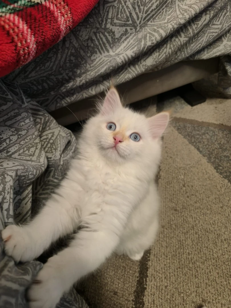 Cucciolo di gatto siberiano ipoallergenico | Foto 5