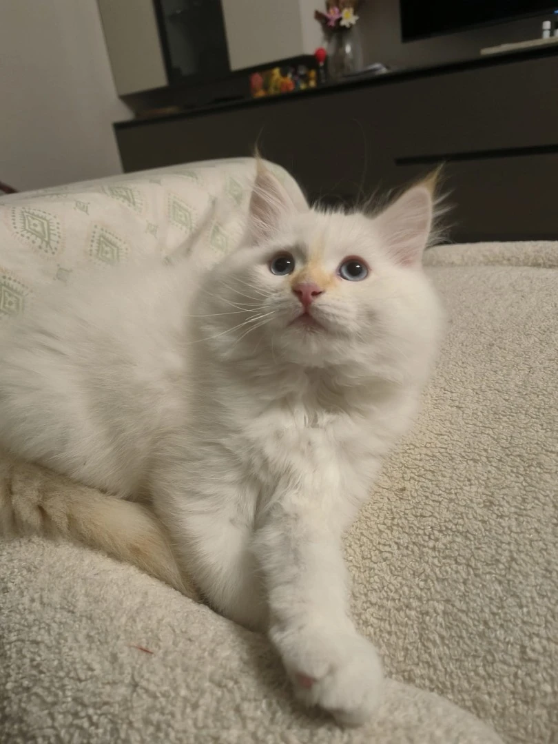 Cucciolo di gatto siberiano ipoallergenico | Foto 7