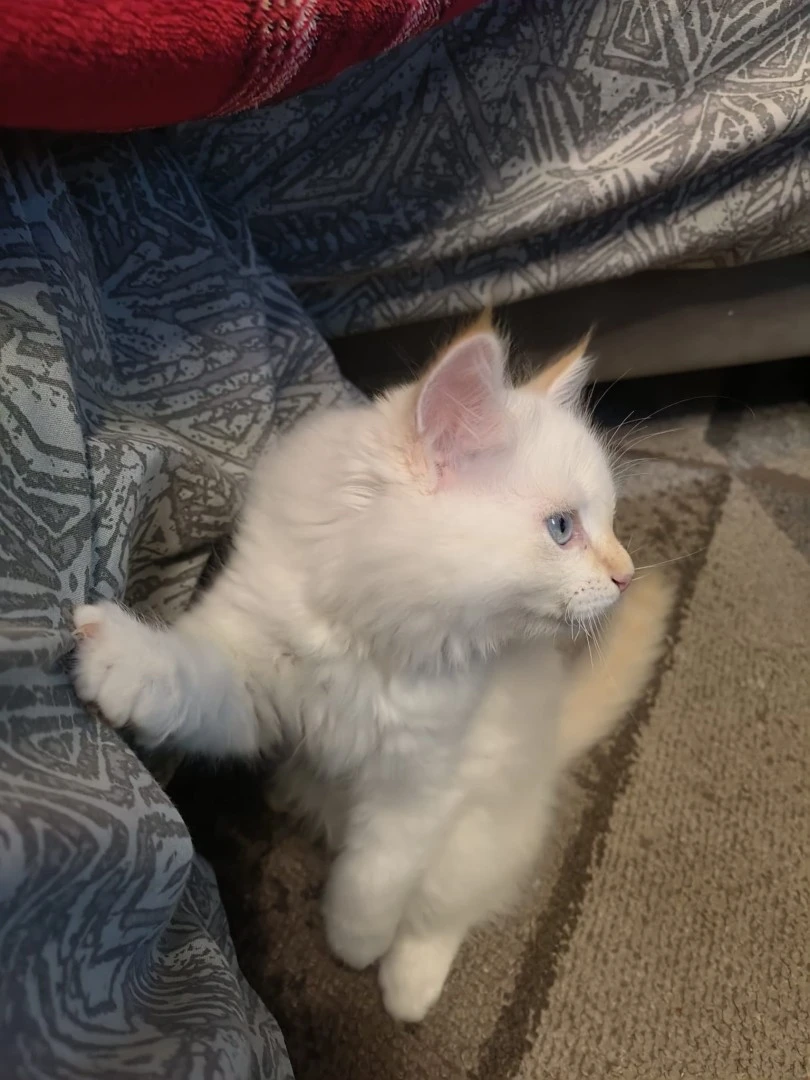 Cucciolo di gatto siberiano ipoallergenico | Foto 8