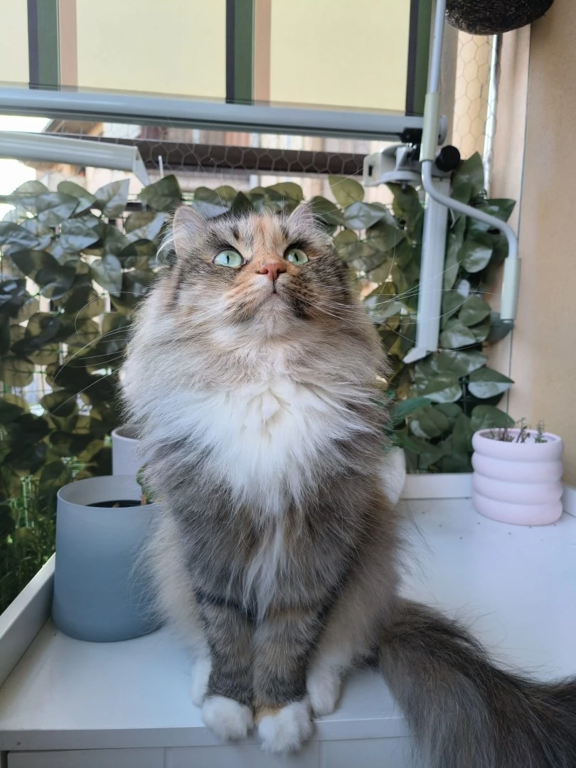 Cucciolo di gatto siberiano ipoallergenico | Foto 2