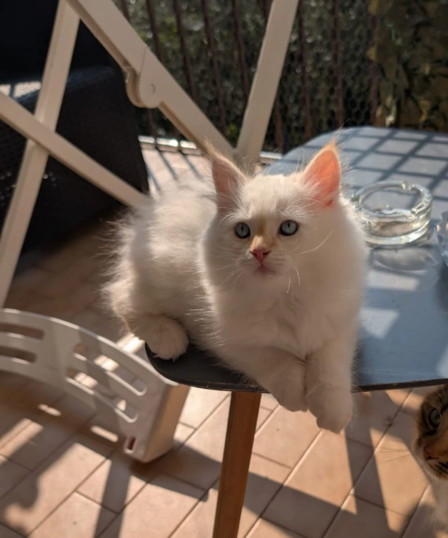 Cucciolo di gatto siberiano ipoallergenico | Foto 4