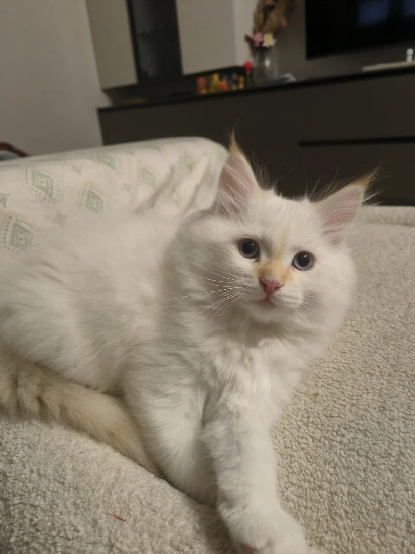 Cucciolo di gatto siberiano ipoallergenico | Foto 6